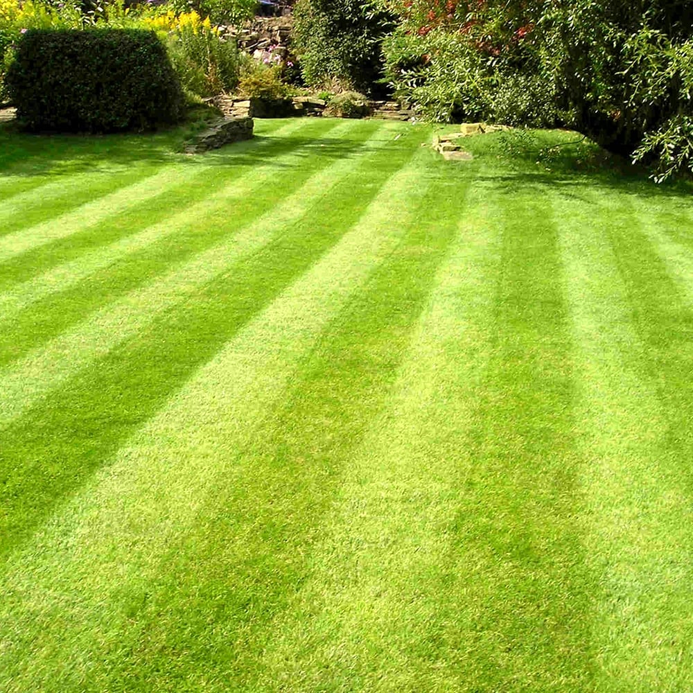 Fine Lawn Golf Green Type Ornamental Lush Garden Grass Seed