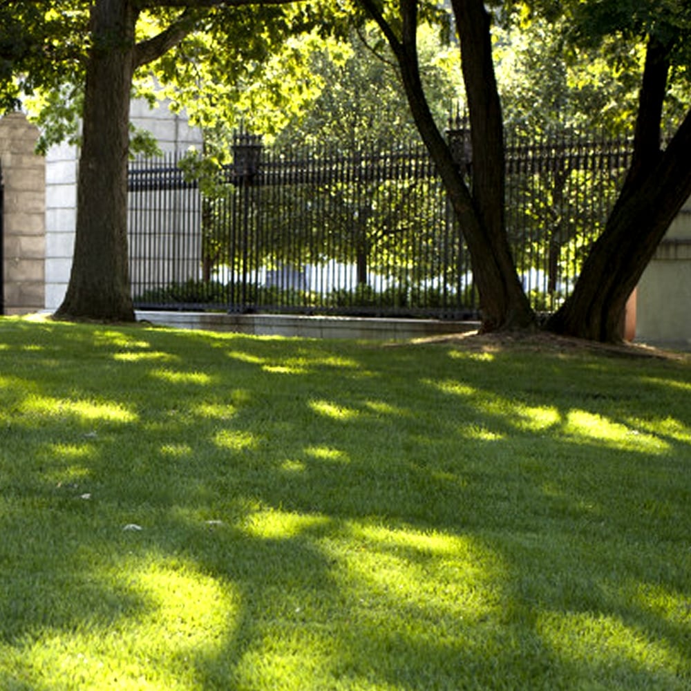 Shady Lawn Dark Area Under Trees Quality Assured Grass Seed