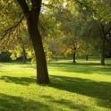 Shady Lawn Dark Area Under Trees Quality Assured Grass Seed